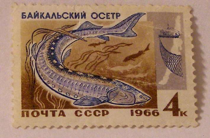 Почтовые марки СССР - фауна Почтовые марки СССР - фауна